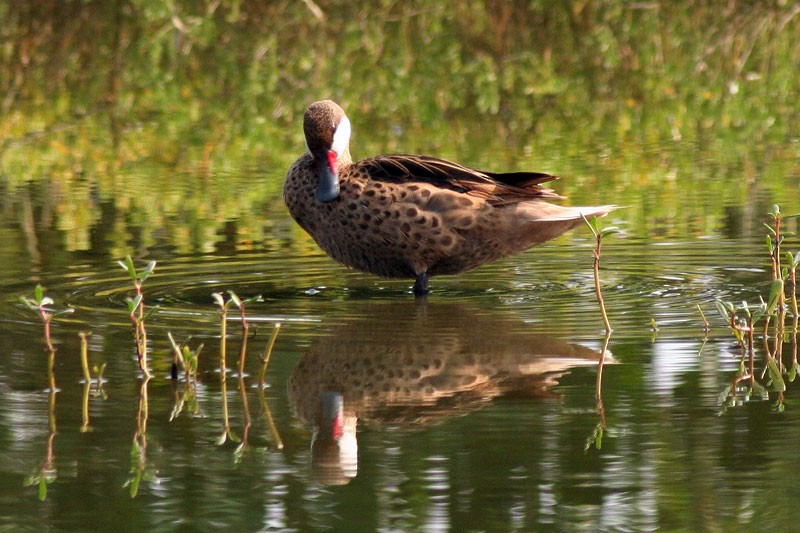 White-cheeked Pintail (White-cheeked) - Karla Perez Leon