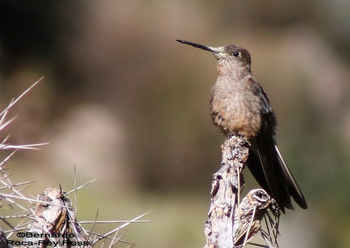 Colibrí Gigante - ML205923651