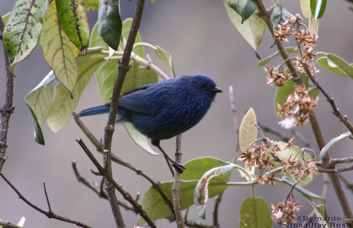 Tit-like Dacnis (petersi/bella) - Bernardo Roca-Rey Ross