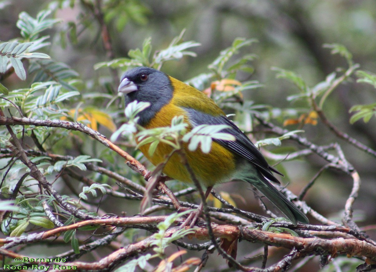 Peruvian Sierra Finch - ML205923681