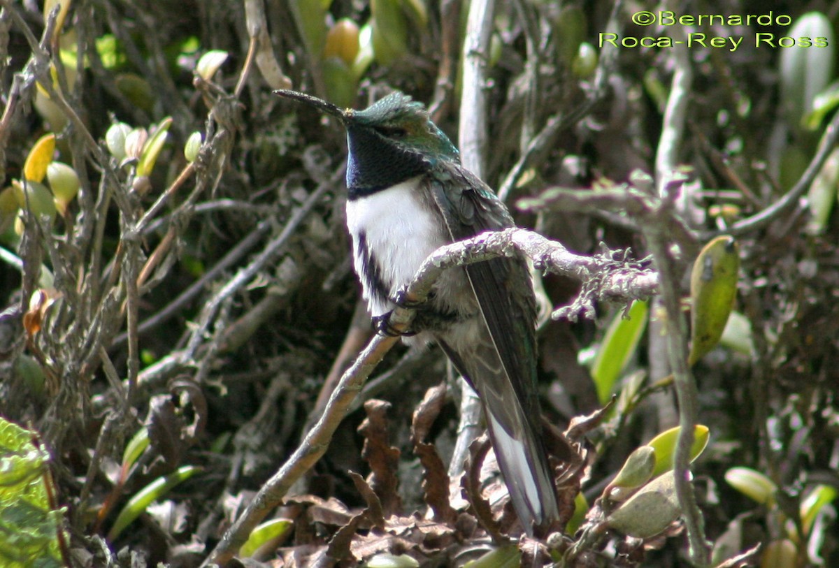 Green-headed Hillstar - ML205923701