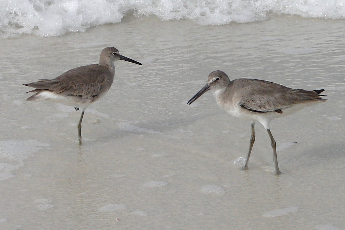 Willet - ML205923971