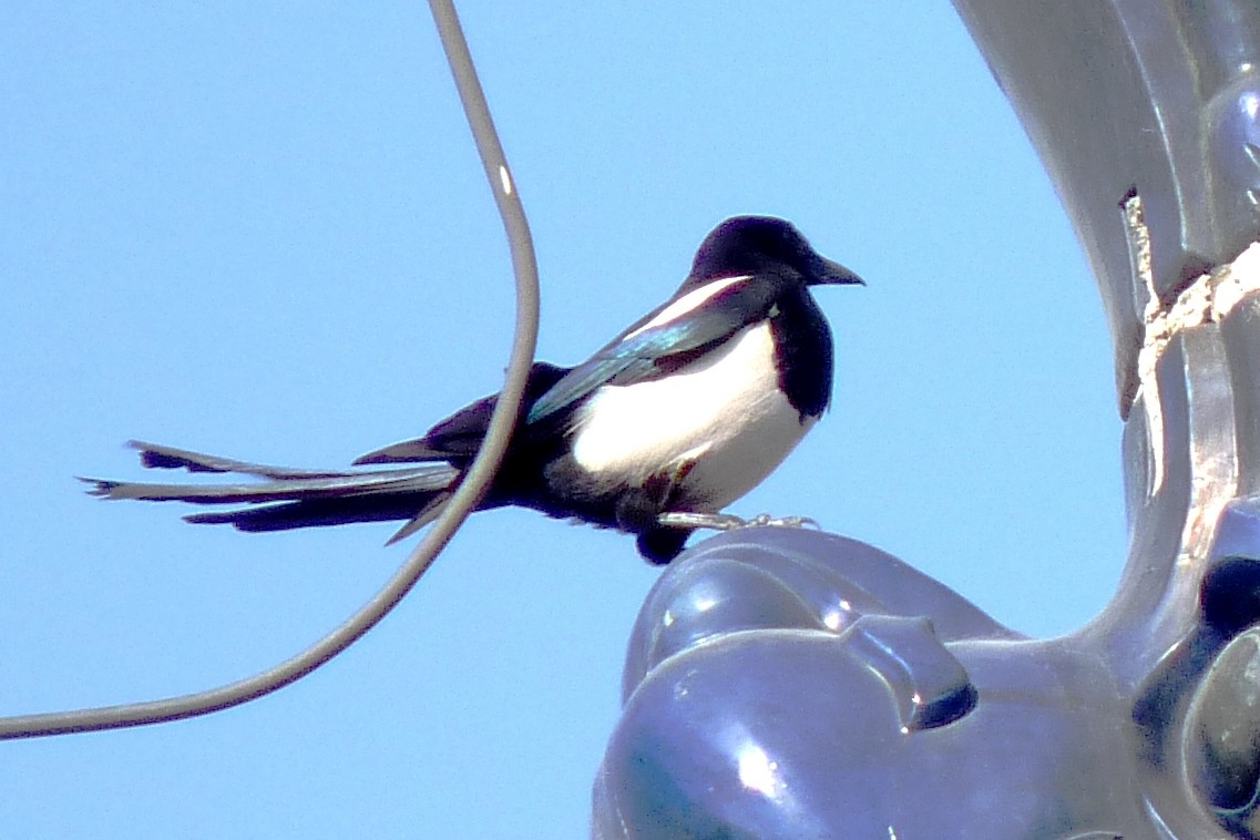 Oriental Magpie - ML205924001