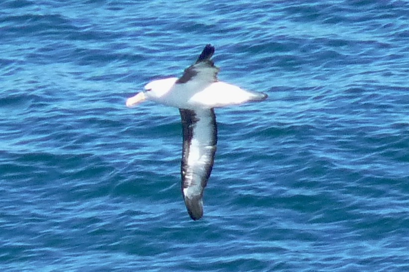 albatros černobrvý (ssp. melanophris) - ML205924181