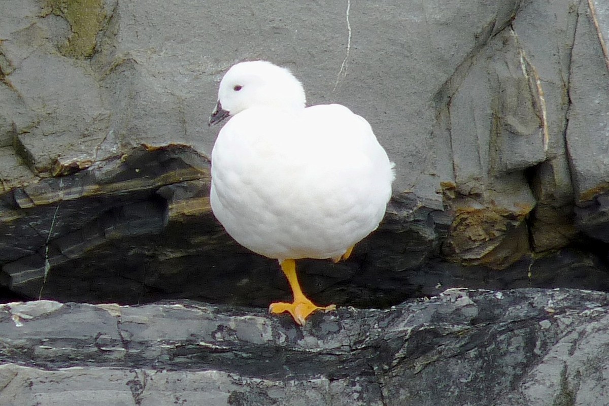 Kelp Goose - ML205924191