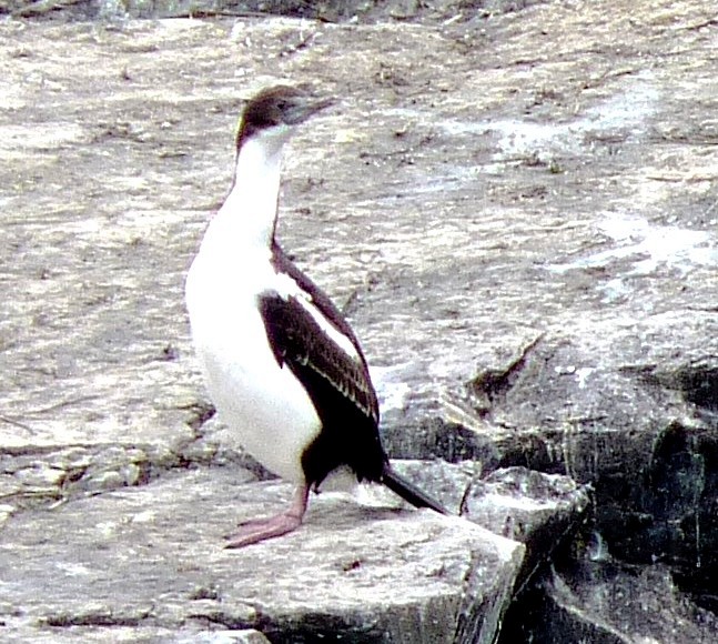 Imperial Cormorant (Imperial) - ML205924231