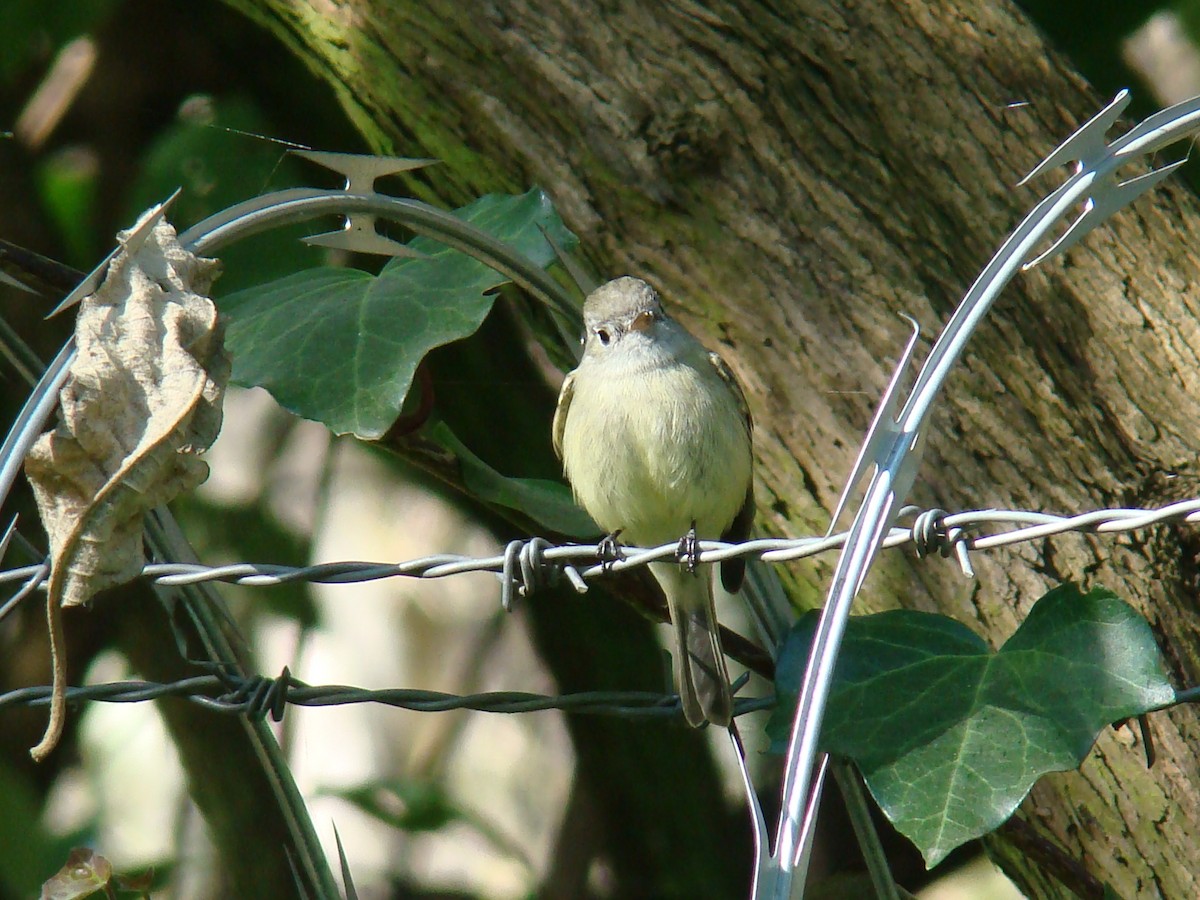 Hammond's Flycatcher - ML205924331