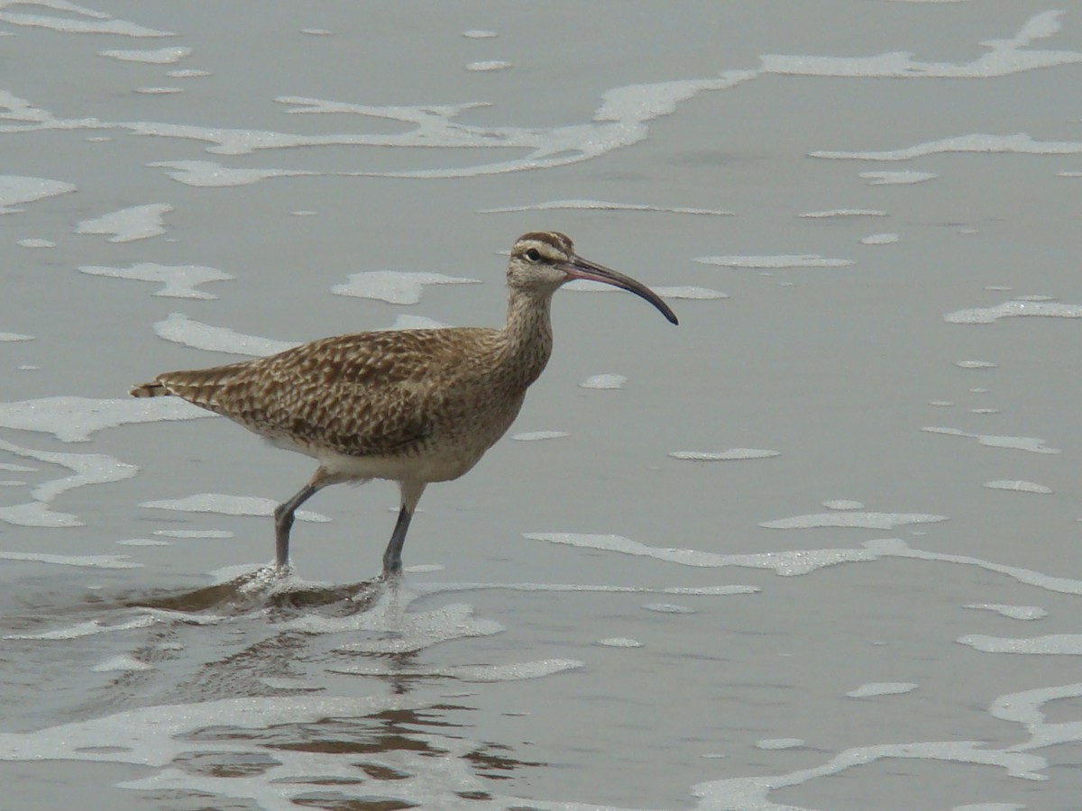 Whimbrel - ML205924481