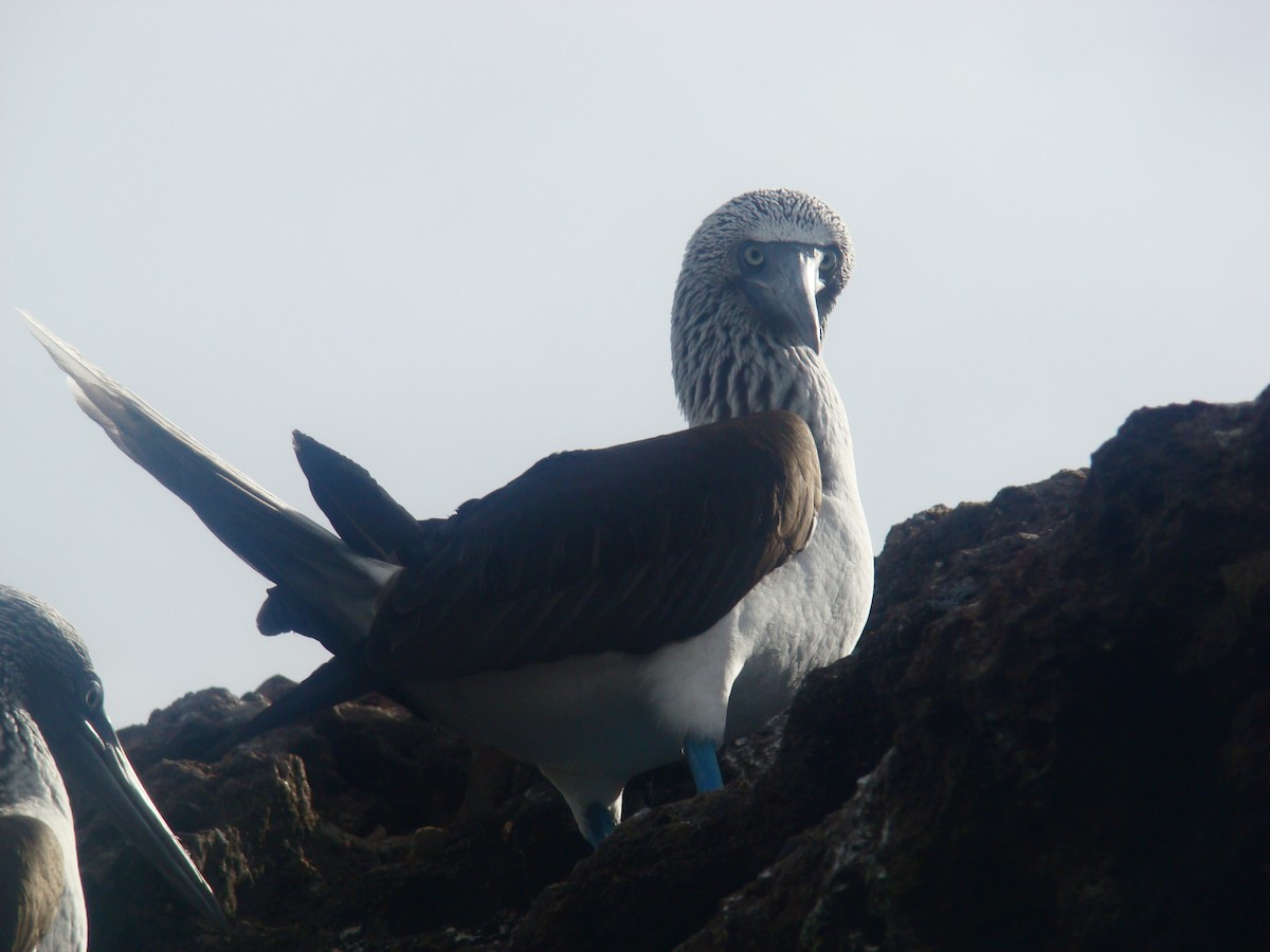 Blue-footed Booby - ML205924501