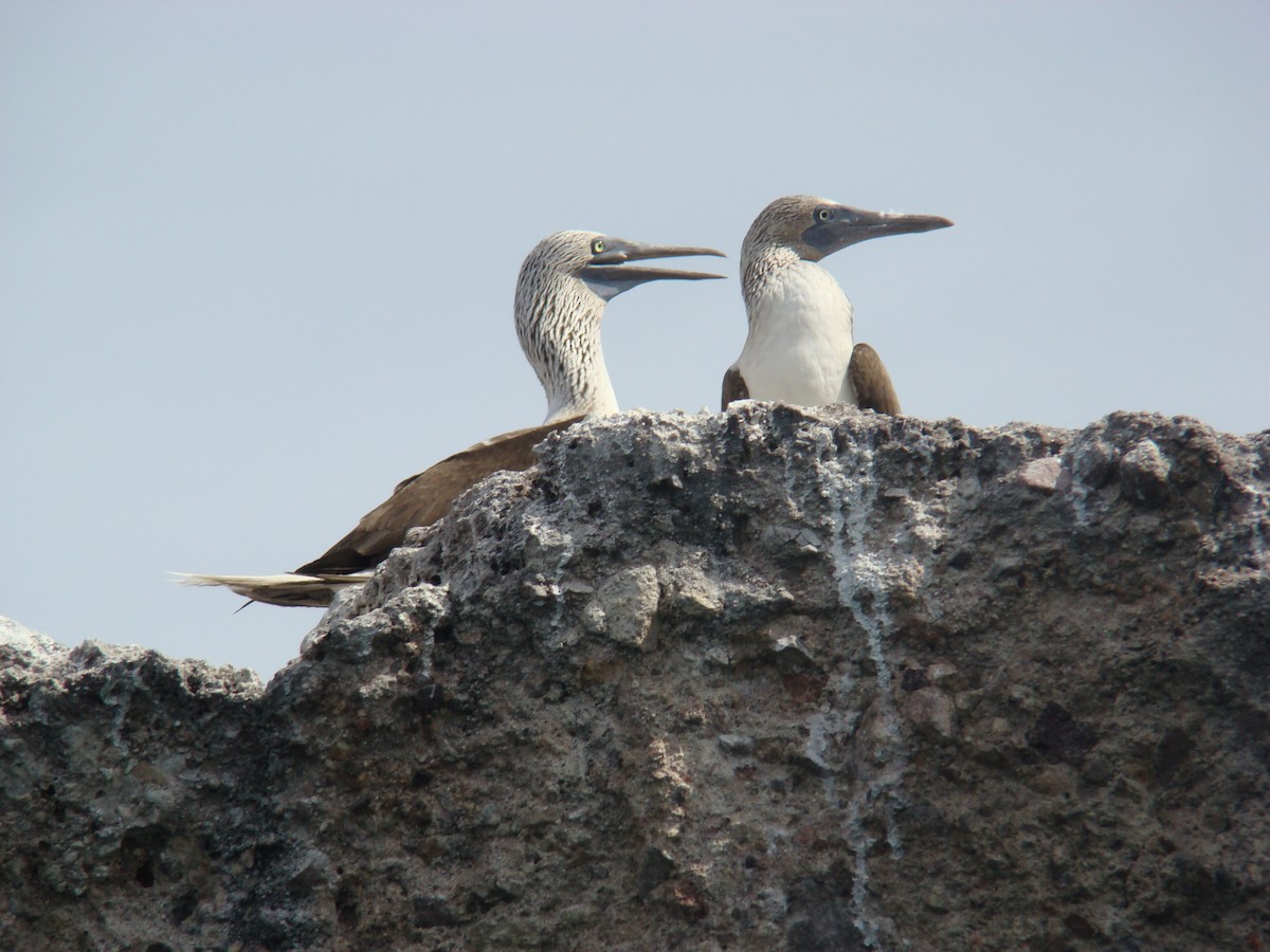 Blue-footed Booby - ML205924511