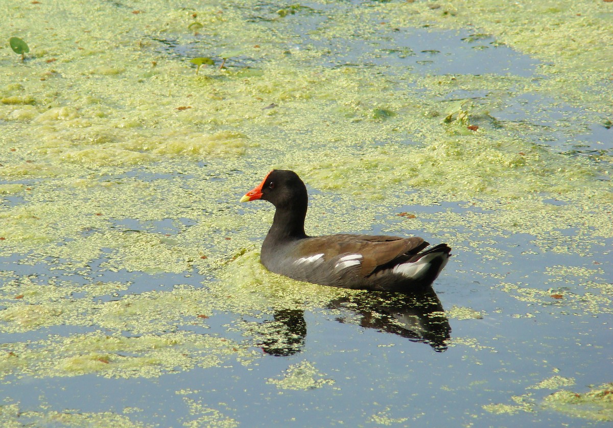 Gallinule d'Amérique (groupe galeata) - ML205924741