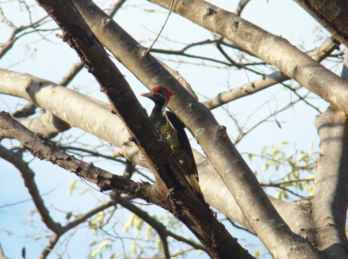 Lineated Woodpecker (Lineated) - ML205924831