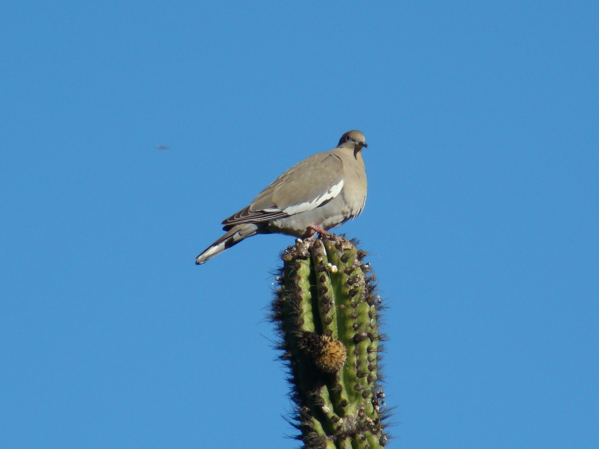 White-winged Dove - ML205924841