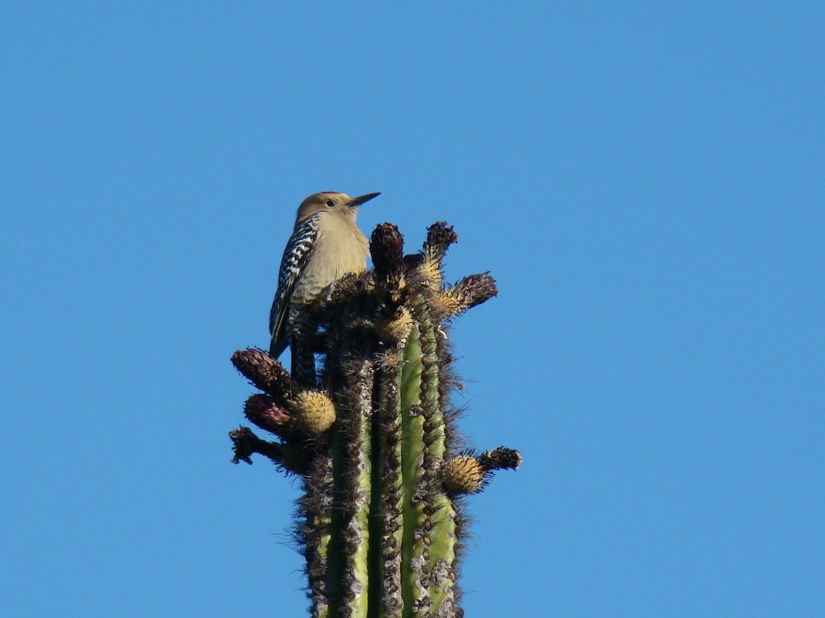 Pic des saguaros - ML205924851