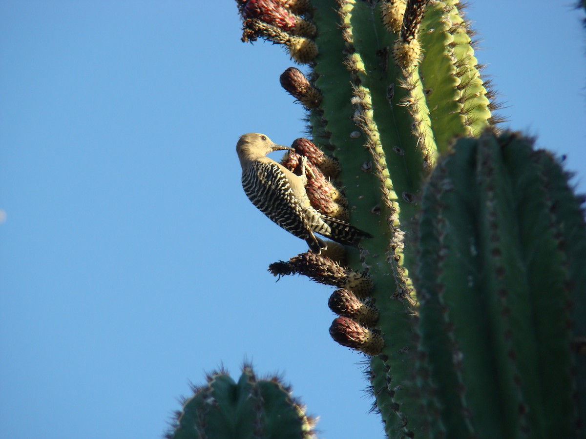 Pic des saguaros - ML205924951