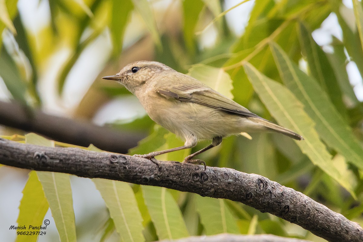 Hume's Warbler - Manish Panchal