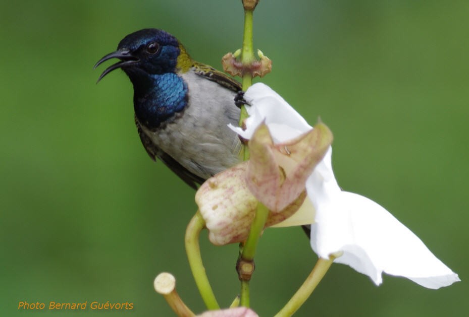 Reichenbach's Sunbird - ML205925541