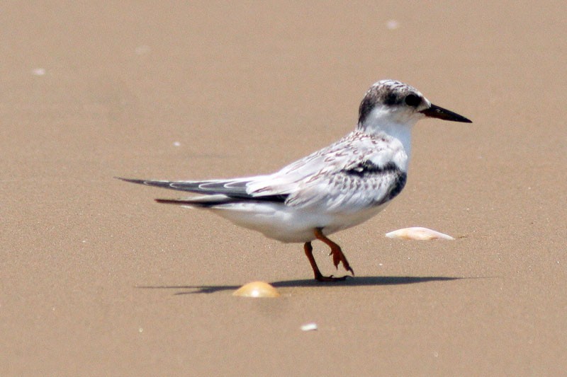 Common Tern - ML205925621