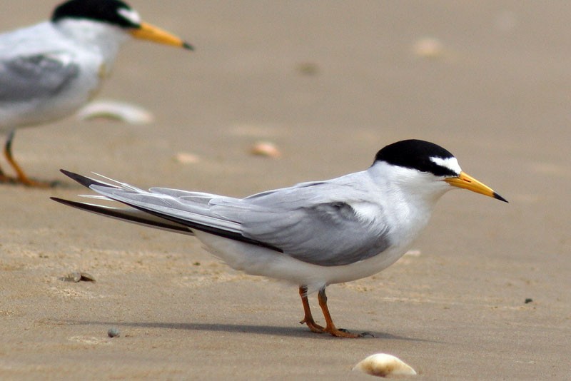 Least Tern - ML205925631