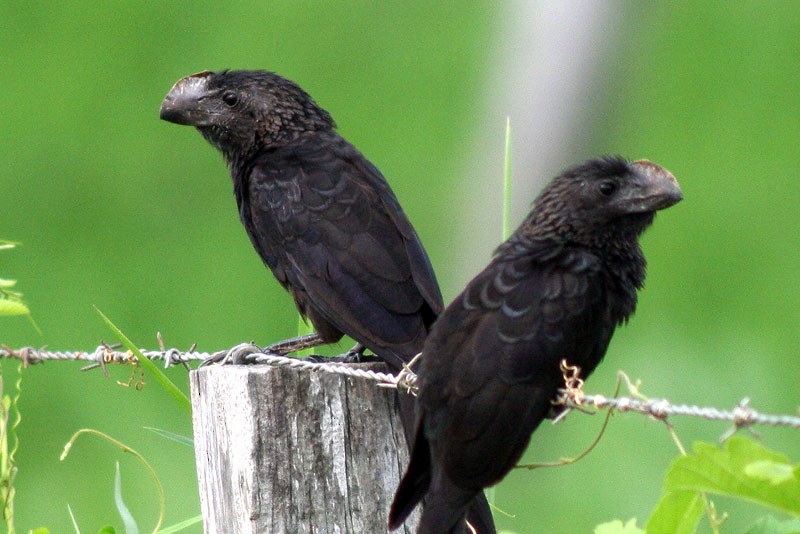 Smooth-billed Ani - ML205925851