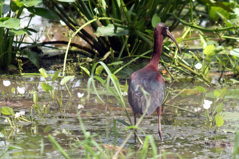 Glossy Ibis - Karla Perez Leon