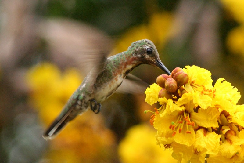 Black-throated Mango - ML205925971