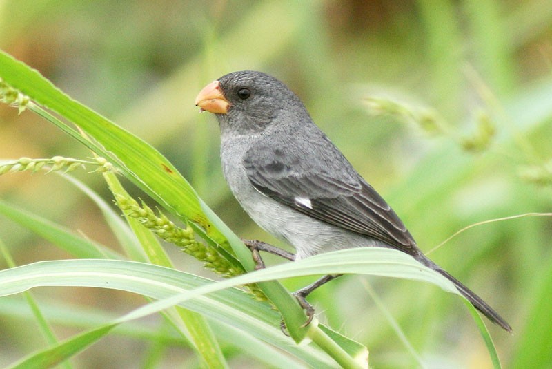 Gray Seedeater - ML205926011