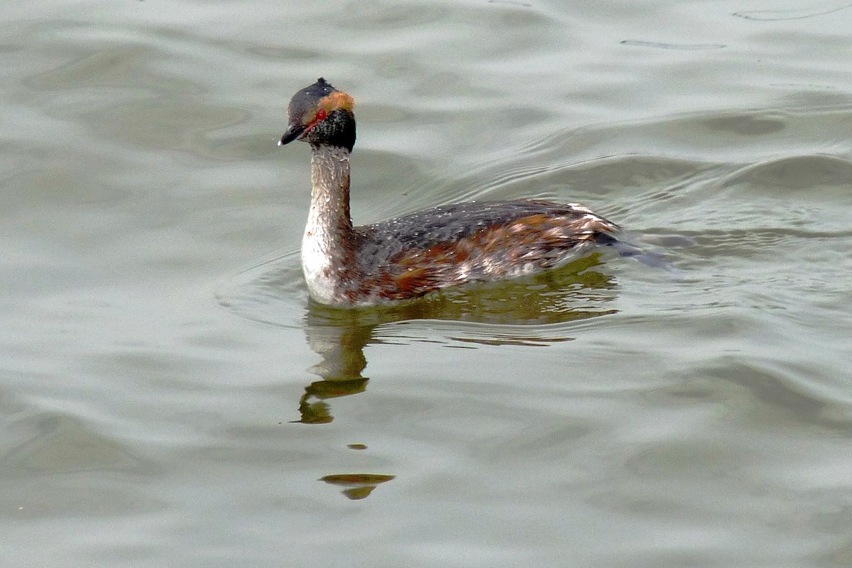 Horned Grebe - ML205926531