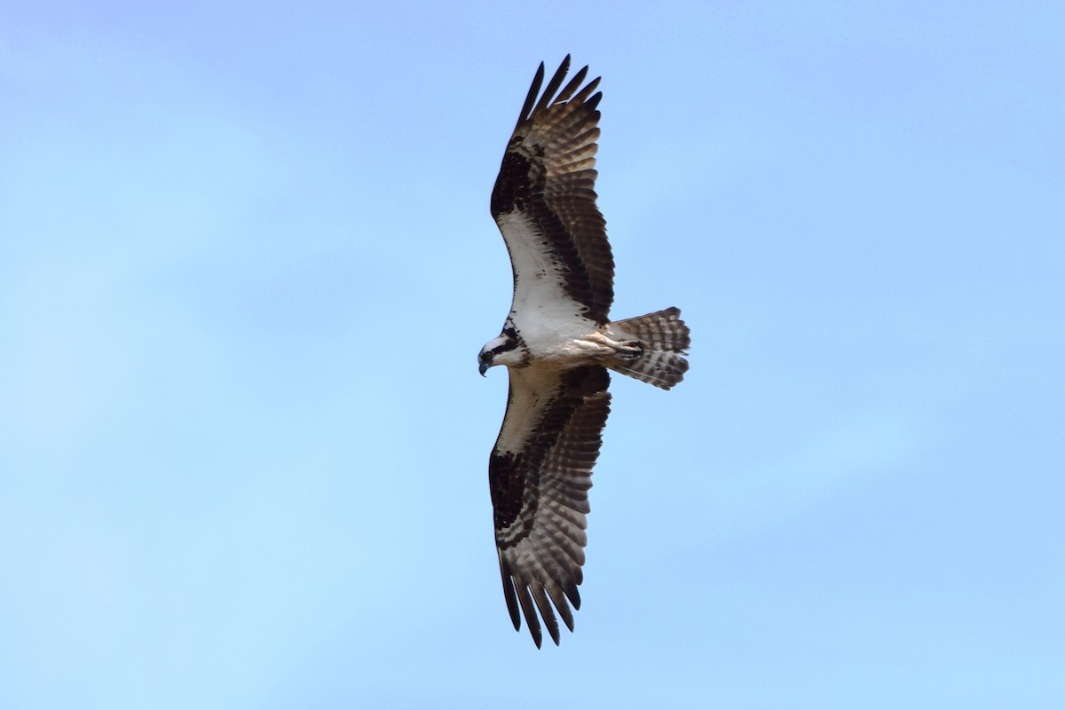 Osprey (carolinensis) - ML205926621