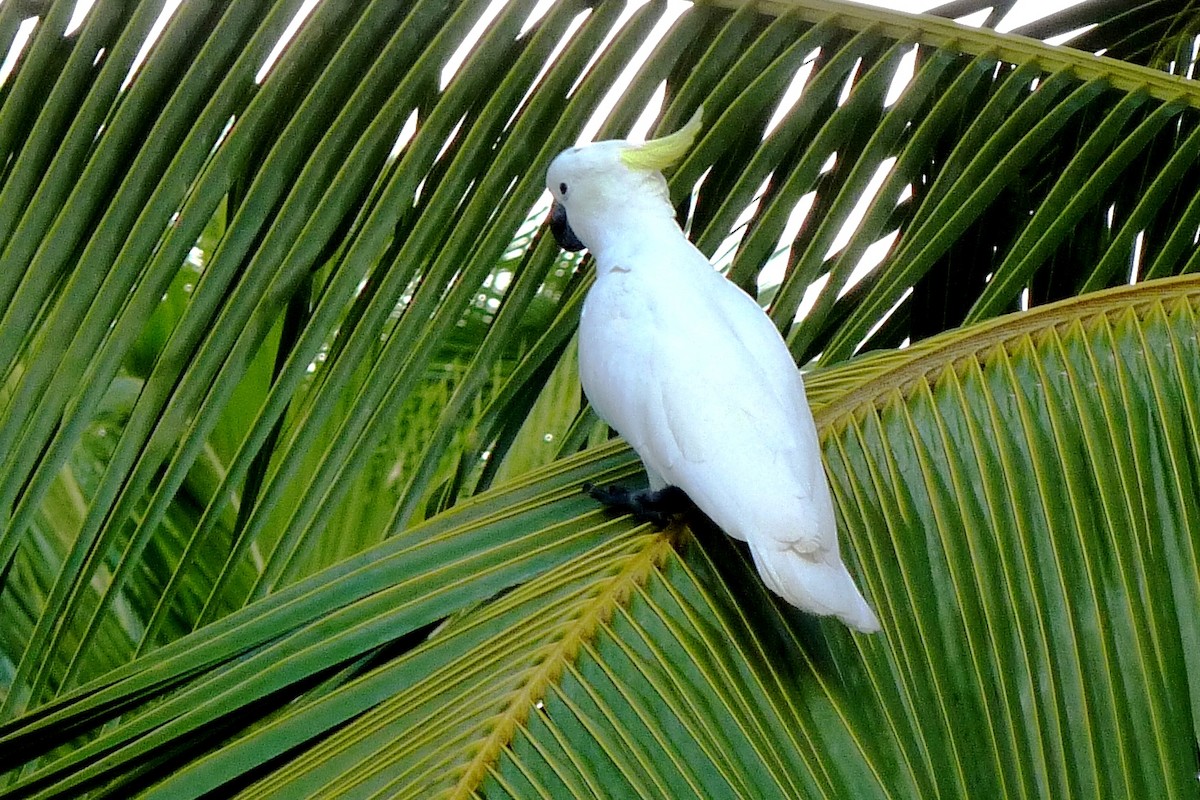 Sulphur-crested Cockatoo - ML205926791