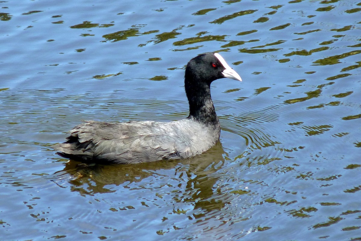 Eurasian Coot - ML205926831