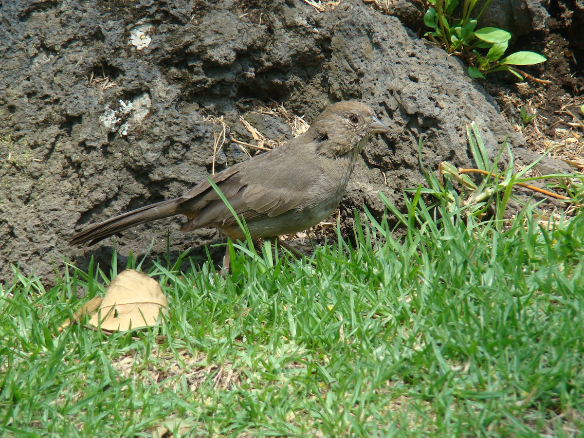 Canyon Towhee - ML205926971