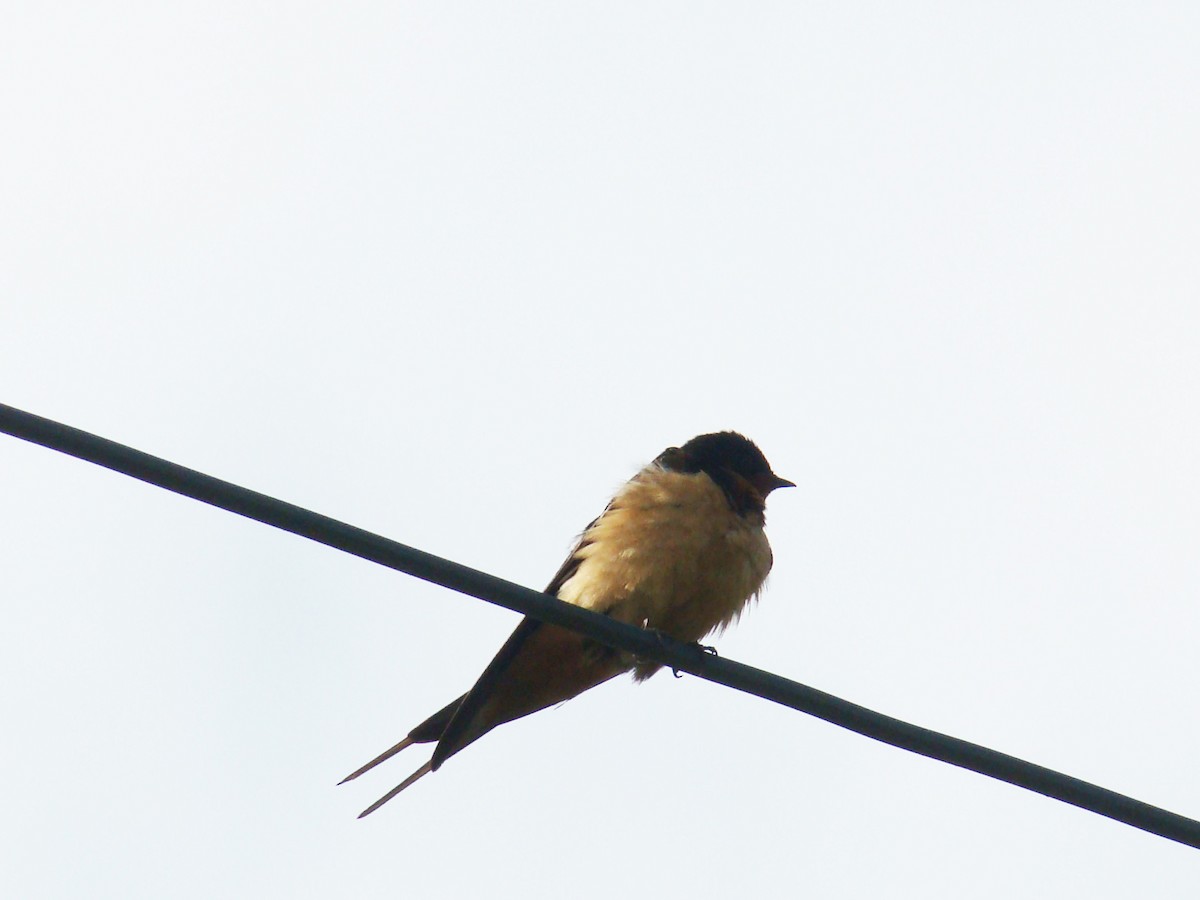 Barn Swallow - Hector Ceballos-Lascurain