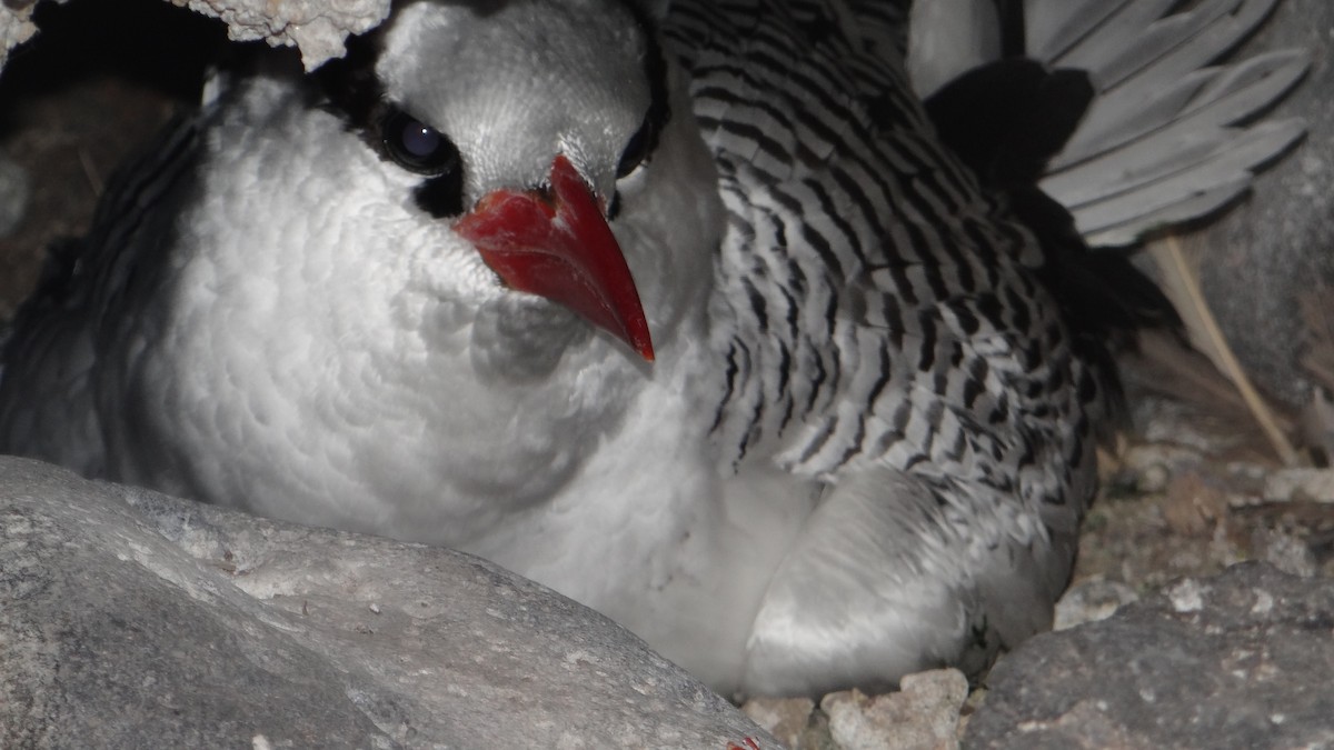 Red-billed Tropicbird - ML205927441