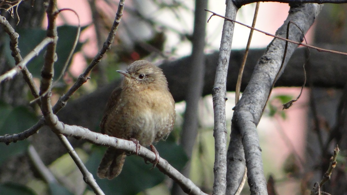 House Wren (Brown-throated) - ML205927611