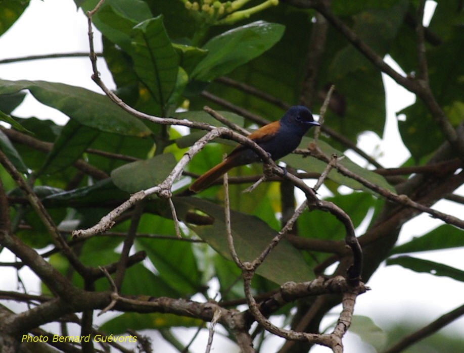 Bates's Paradise-Flycatcher - ML205927671