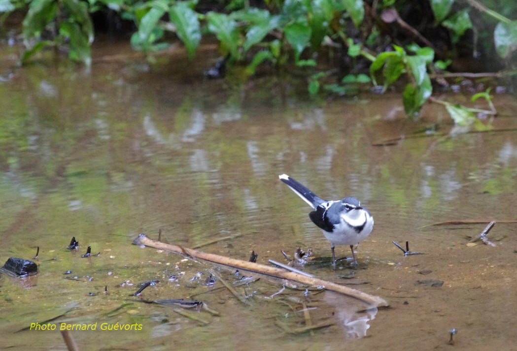 Mountain Wagtail - ML205927781