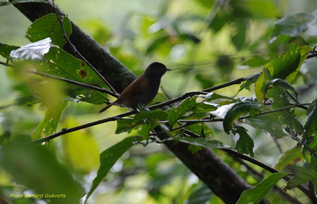 Fauvette du Rwenzori - ML205927811