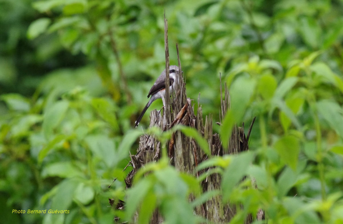 Mackinnon's Shrike - ML205927821