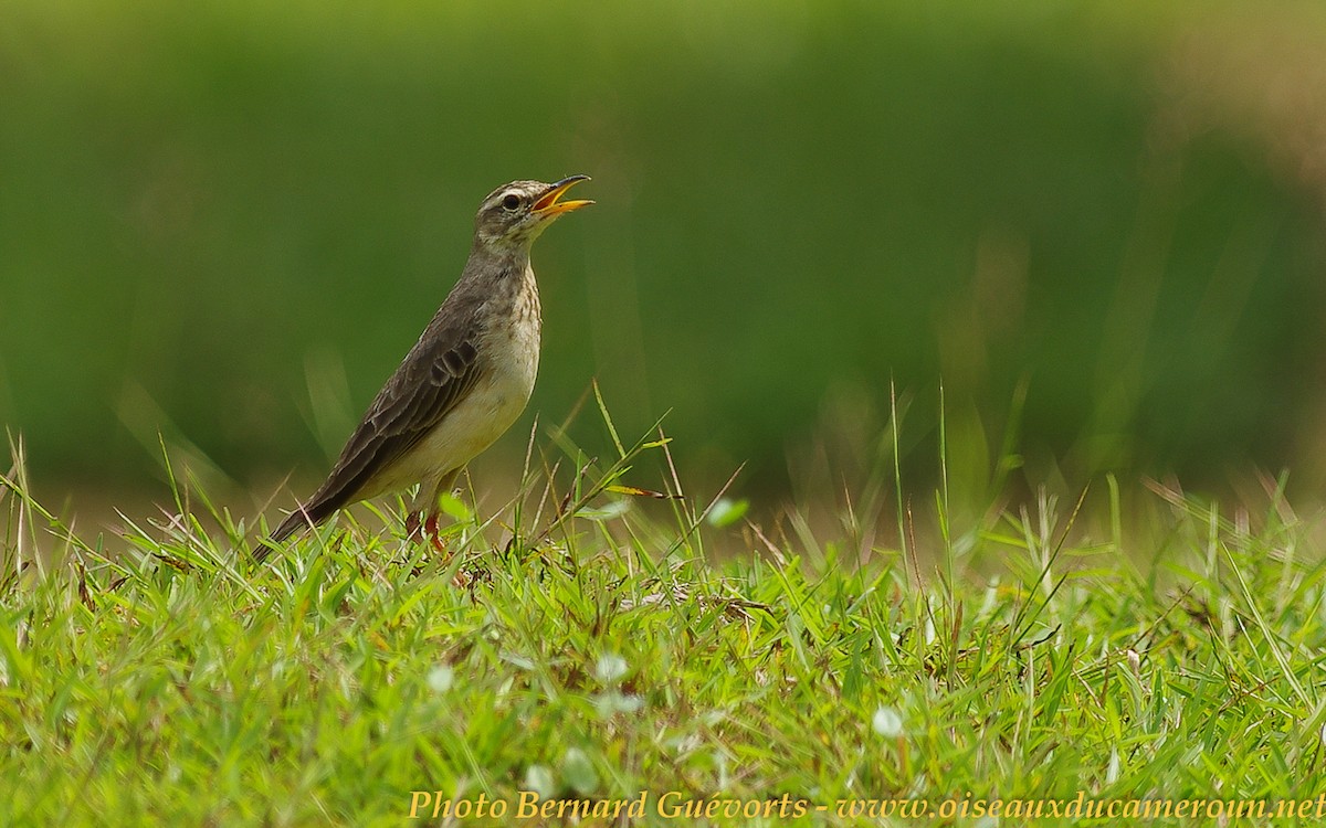 Pipit à longues pattes - ML205927971