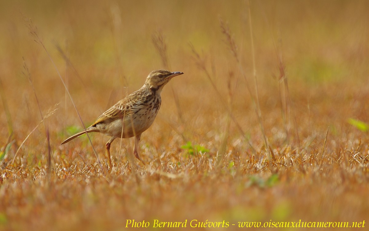 Pipit à longues pattes - ML205928051
