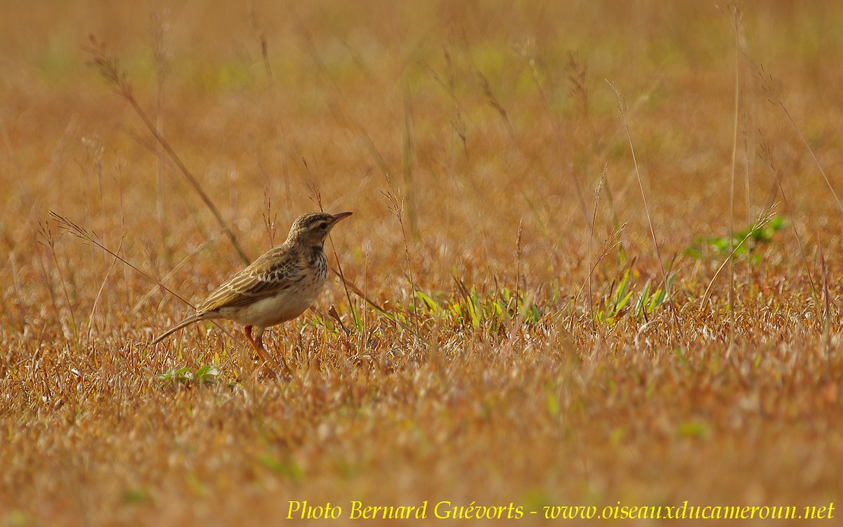 Pipit à longues pattes - ML205928061