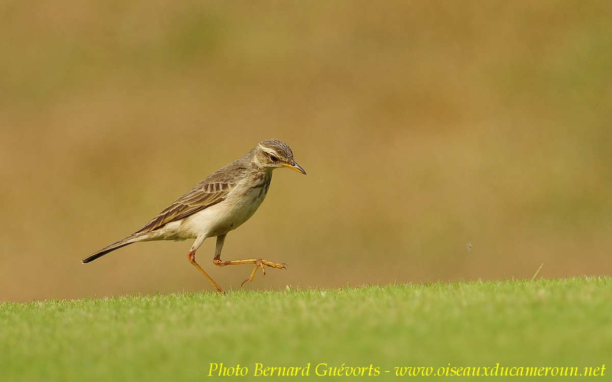 Pipit à longues pattes - ML205928071