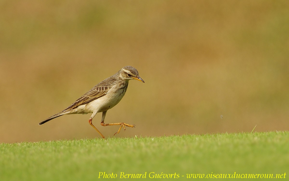 Long-legged Pipit - ML205928071