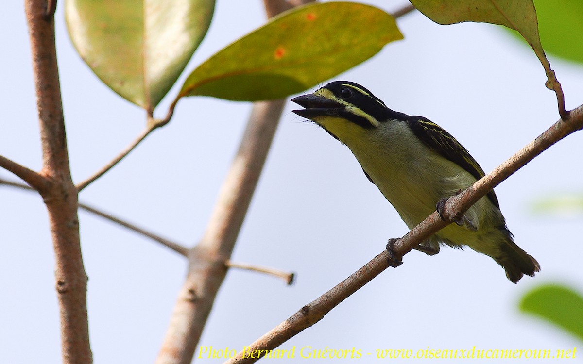 Yellow-throated Tinkerbird - ML205928081