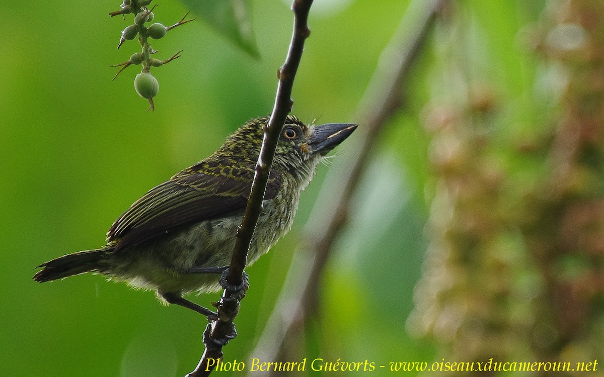 Speckled Tinkerbird - ML205928161