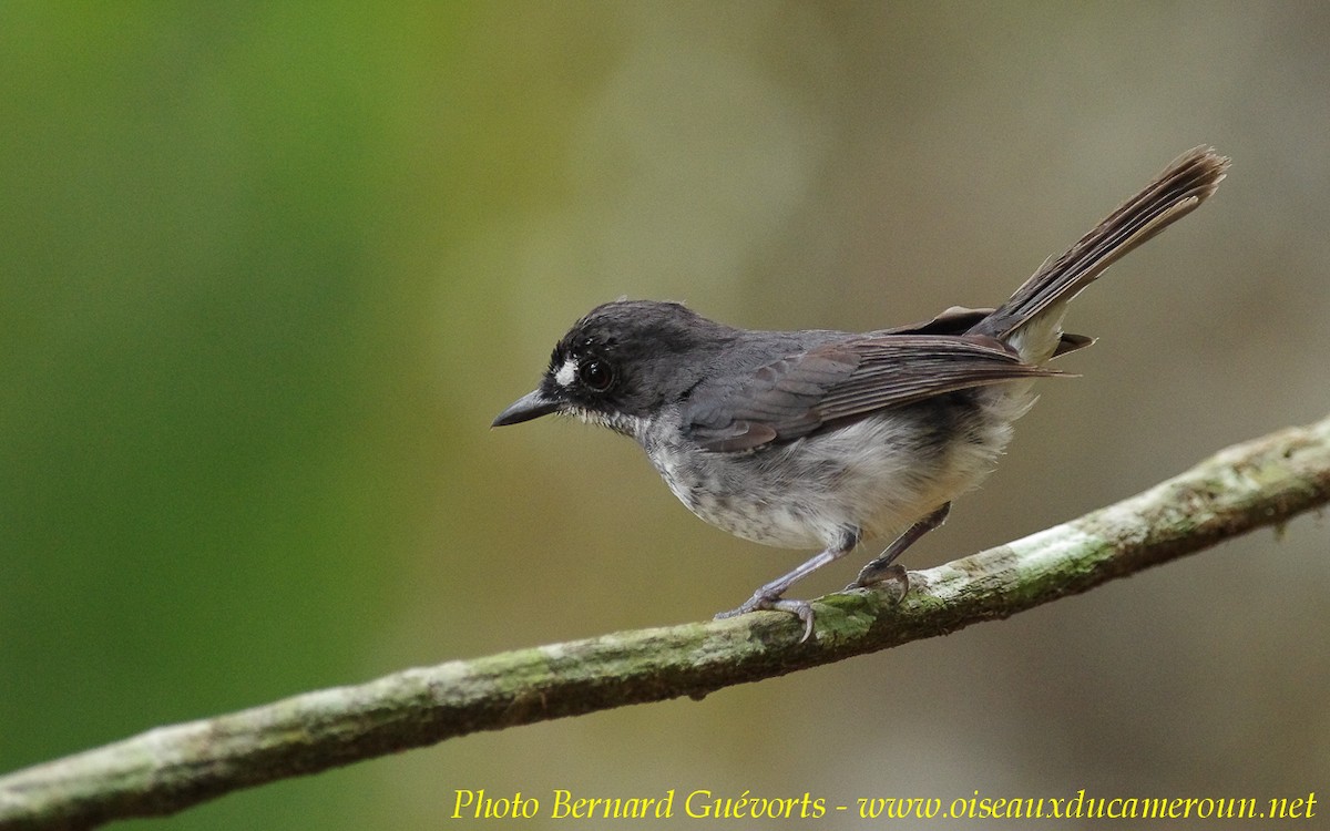 White-browed Forest-Flycatcher - Bernard Guévorts