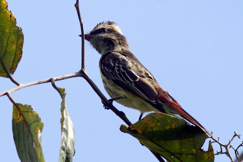 Variegated Flycatcher - ML205928221