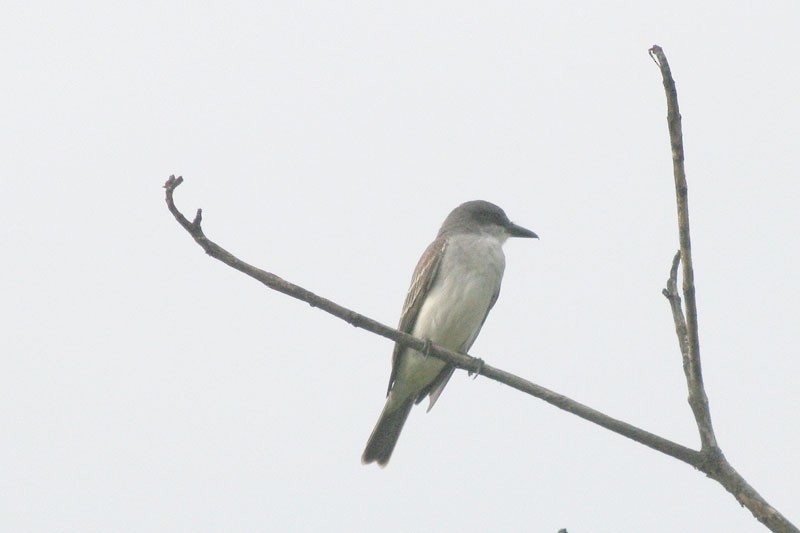 Gray Kingbird - ML205928411