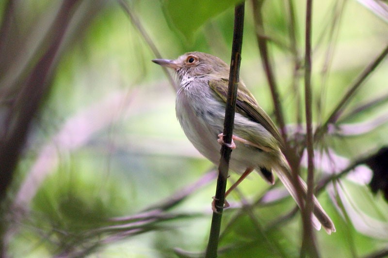 Pale-eyed Pygmy-Tyrant - ML205928421